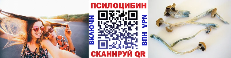 магазин продажи   Поворино  Галлюциногенные грибы Cubensis 